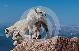 Mountain Goat Babies Scaling Rocks