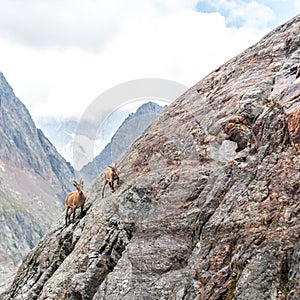 A mountain goat with a baby