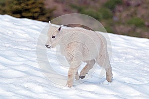 Mountain Goat - Baby on Hurricane Hill snowfield in Olympic National Park