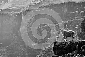 Mountain Goat Banff National Park