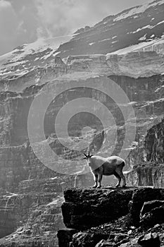 Mountain Goat Banff National Park