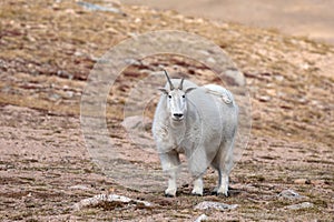 Mountain Goat on the Beartooth Highway photo
