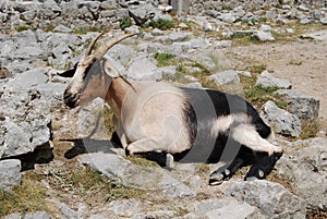 Mountain goat black and white