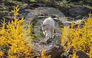 Mountain Goat in the Cascade Mountains, Washington State