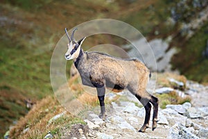 Mountain goat, Chamois