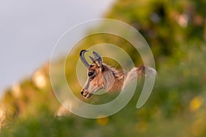 Horská koza kamzík rupicarpa rupicarpa na zelenej lúke so žltými kvetmi pri západe slnka