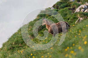 Mountain goat chamois rupicarpa rupicarpa in a green meadow with yellow flowers