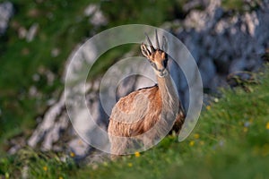 mountain goat chamois rupicarpa rupicarpa in a green meadow with yellow flowers in sunset