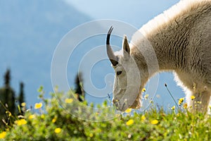 Mountain goat chewing cud