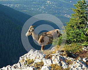 Mountain goat on cliff