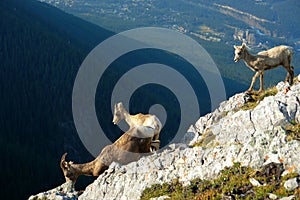 Mountain goat on cliff