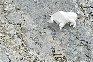 Mountain Goat on cliff