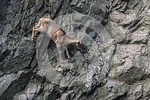 Mountain goat climbing on rock wall.