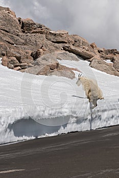 Mountain Goat in Colorado