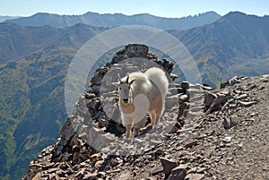 Mountain Goat Colorado photo