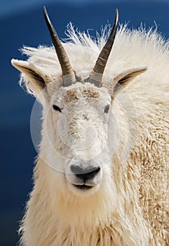 Mountain goat in Colorado`s Rocky Mountains, United States.