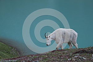 Mountain goat at Cracker Lake