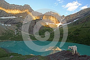 Mountain goat at Cracker Lake