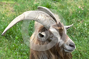 Mountain goat with curled horns. In the zoo enclosure. Close-up