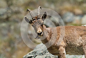 Mountain goat descends on stones