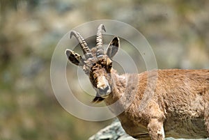 Mountain goat descends on stones