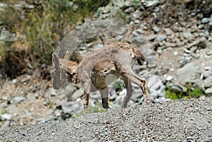 Mountain goat descends on stones