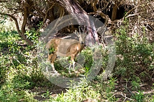 Mountain goat  doe in the woods
