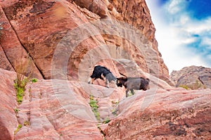 Mountain goat duel in Petra mountains