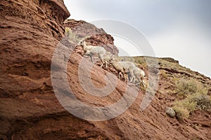 Mountain goat family climbing mountain in Idaho