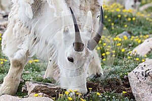 Mountain Goat in a field of flowers at Mt. Evans, Colorado