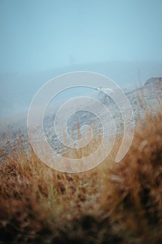 Mountain goat in the foggy meadow. Mysterious high mountains region on Santo Antao Cape Verde