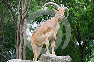 Mountain Goat in forest , male