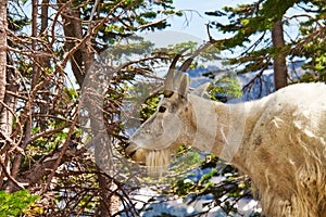 A Mountain Goat in a Forest