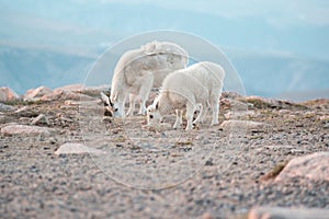 Mountain Goat in Glacier National Park