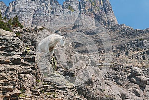 Mountain Goat in Glacier National Park