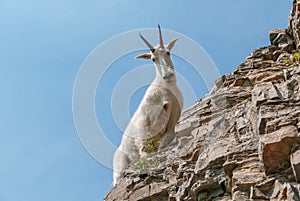 Mountain Goat in Glacier National Park