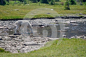 Mountain Goat in Glacier National Park