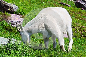 Mountain Goat Glacier National Park