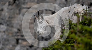 Mountain goat in Glacier National Park, Montana, USA