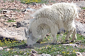 Mountain goat grazing