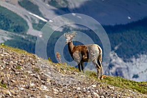 Mountain Goat Grazing on Parker Ridge in Canadian Rockies