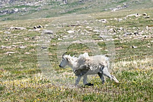 Mountain Goat in a green field shedding her winter coat