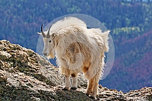 Mountain Goat on Harney Peak