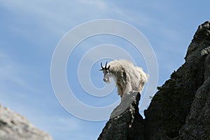 Mountain Goat on Harney Peak Spire