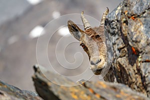 Mountain goat head hidden on the top of Mulhacen peak photo