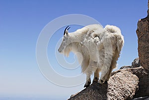 Mountain Goat on a high mountain ledge
