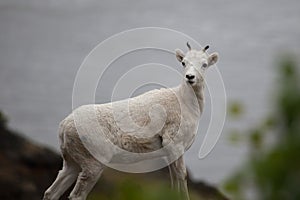 Mountain goat on the hill along Seward highway