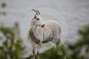 Mountain goat on the hill along Seward highway