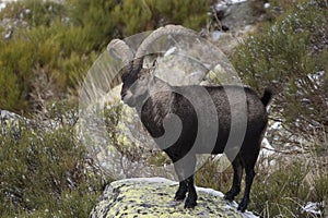 Mountain goat Iberian, Capra pyrenaica, Iberian Ibex, photo