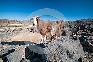 Mountain goat on Jabal Shams Mountain, grand canyon of middle east, Oman